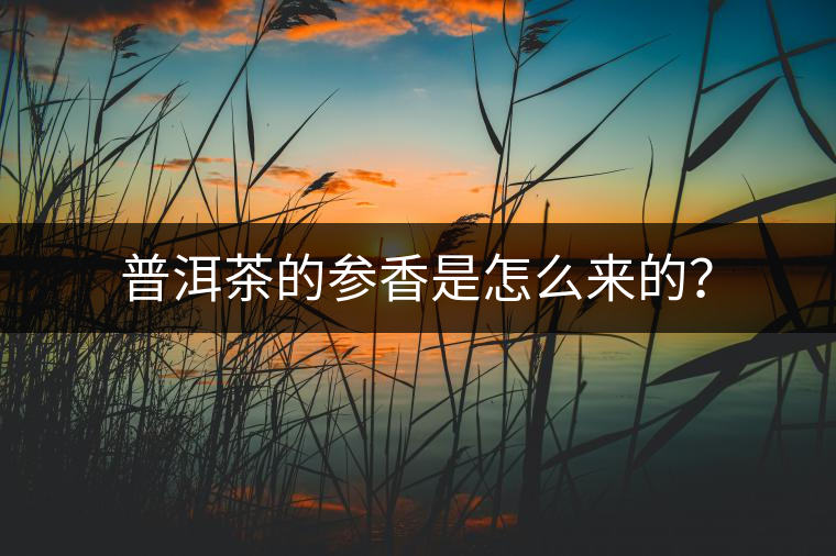 普洱茶的參香是怎么來的？