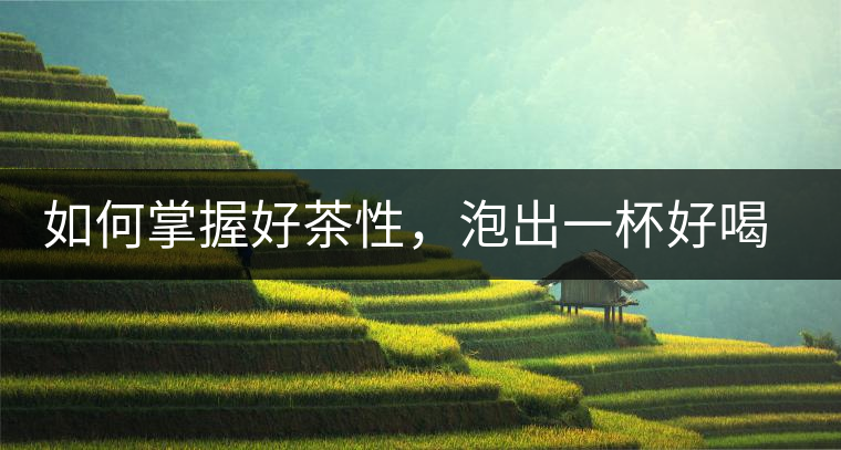 如何掌握好茶性，泡出一杯好喝的普洱熟茶？