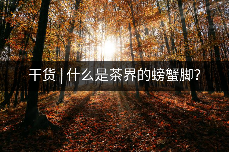 干貨 | 什么是茶界的螃蟹腳？