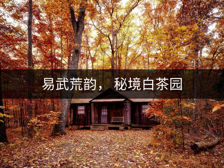 易武荒韻， 秘境白茶園