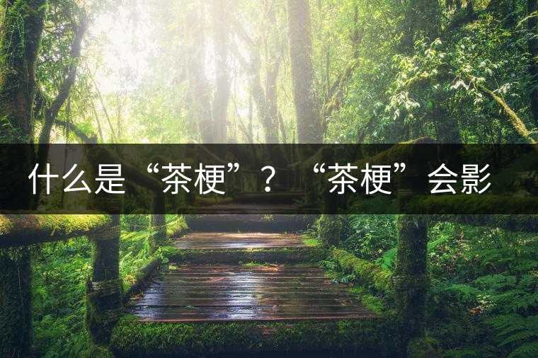 什么是“茶梗”？“茶?！睍绊懫斩杵焚|(zhì)？