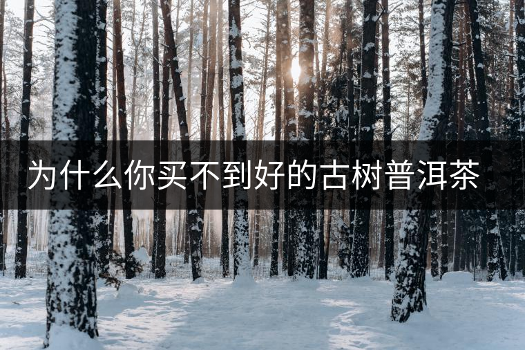 為什么你買不到好的古樹普洱茶？買茶防坑指南，看完就有收獲！