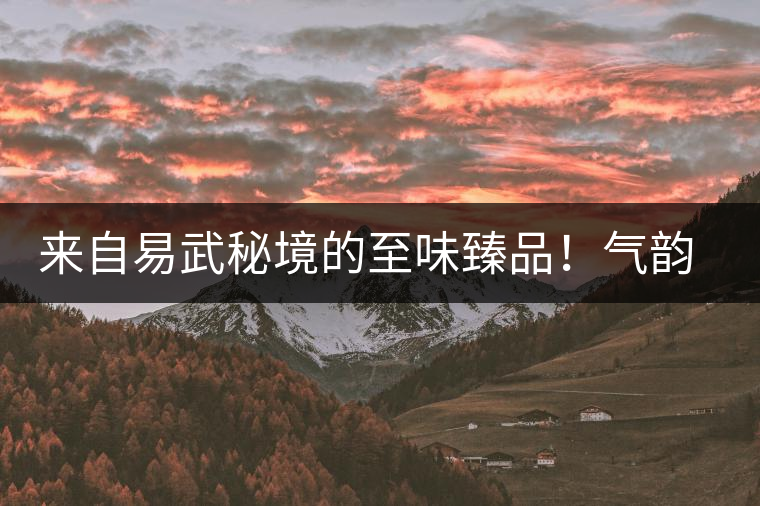 來自易武秘境的至味臻品！氣韻強勁，余韻深邃，一口喚醒你的味蕾~