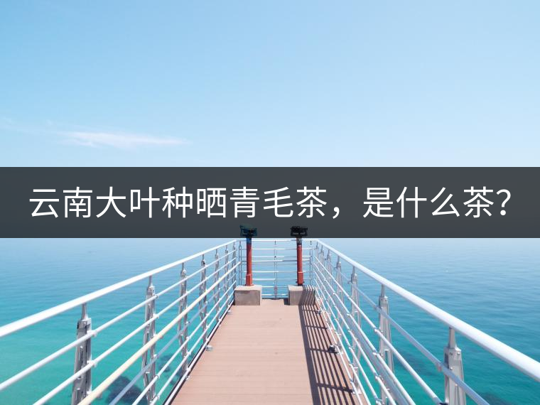 云南大葉種曬青毛茶，是什么茶？