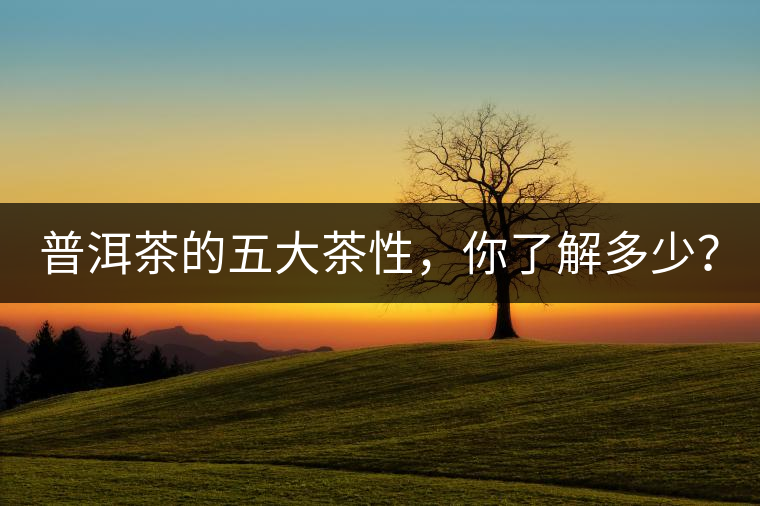 普洱茶的五大茶性，你了解多少？