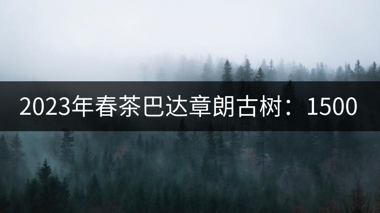 2023年春茶巴達(dá)章朗古樹：1500-1600元／公斤，喬木250元／公斤