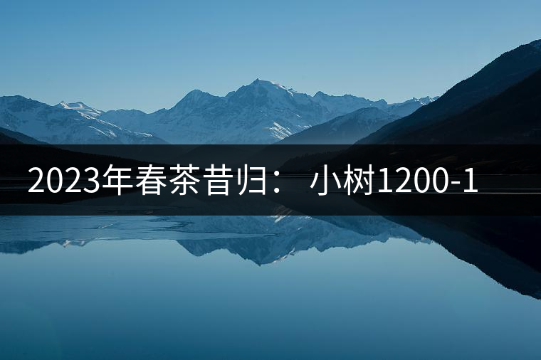 2023年春茶昔歸： 小樹1200-1600元／公斤，大樹4500-5200元／公斤，古樹7500-9000元／公斤.