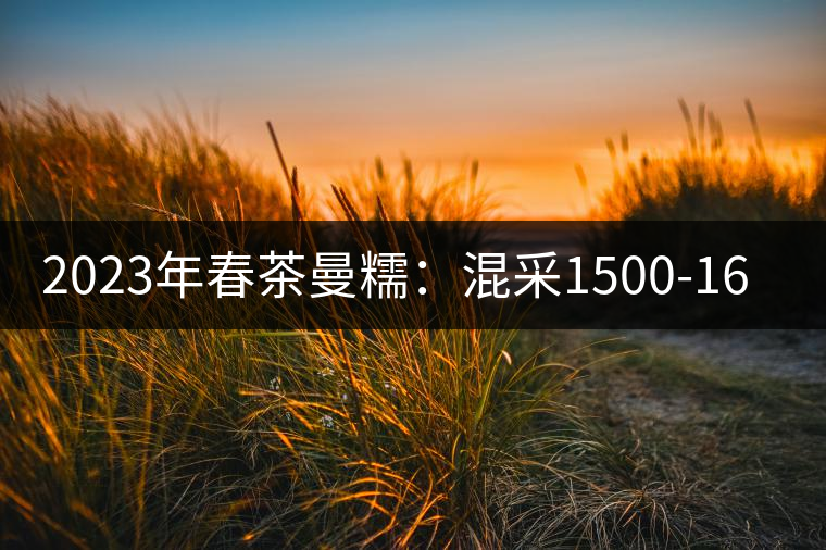 2023年春茶曼糯：混采1500-1600元／公斤，挑采2000-2400元／公斤