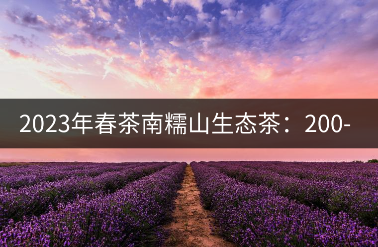 2023年春茶南糯山生態(tài)茶：200-300元／公斤，古樹：900-1500元／公斤