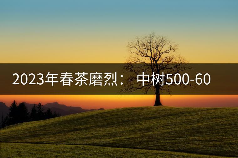 2023年春茶磨烈： 中樹(shù)500-600元／公斤，古樹(shù)混采：2200-2600元／公斤