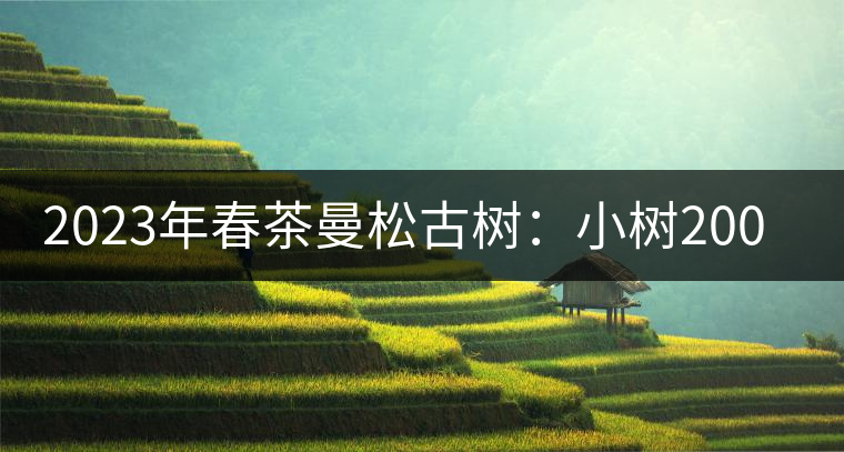 2023年春茶曼松古樹：小樹2000元／公斤，古樹：40000元／公斤