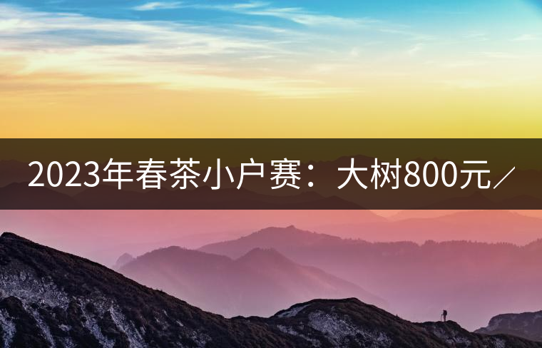 2023年春茶小戶賽：大樹800元／公斤，古樹1200-1300元／公斤