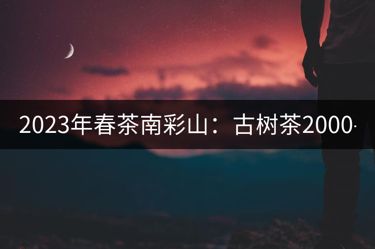 2023年春茶南彩山：古樹茶2000-2200元／公斤，大樹混采1200-1500元／公斤。