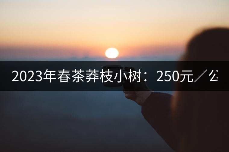 2023年春茶莽枝小樹(shù)：250元／公斤， 古樹(shù)：1000-1200元／公斤