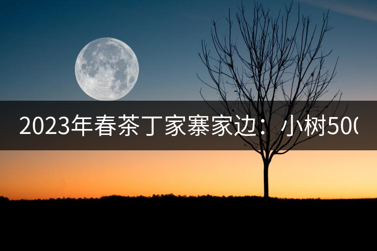 2023年春茶丁家寨家邊：小樹500元／公斤，古樹1500-1600元／公斤