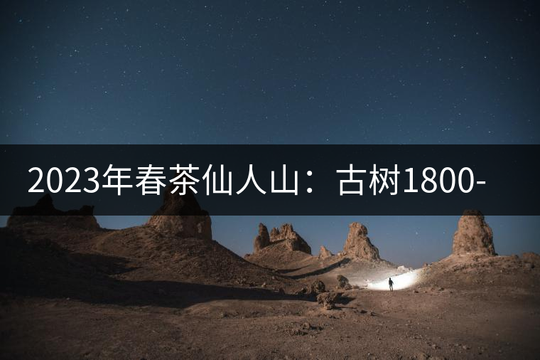 2023年春茶仙人山：古樹(shù)1800-2500元／公斤，老曼峨：小樹(shù)：600元／公斤 1600-1800元／公斤