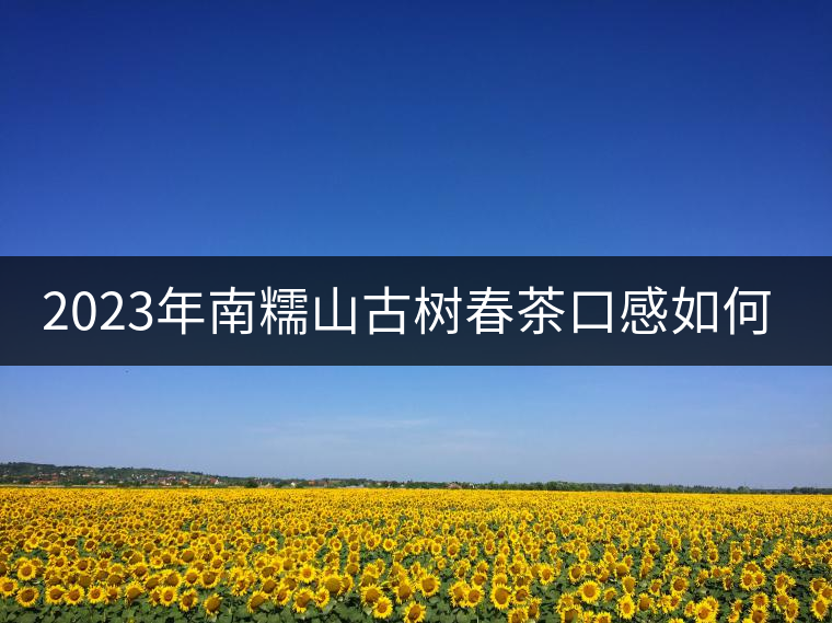 2023年南糯山古樹春茶口感如何？