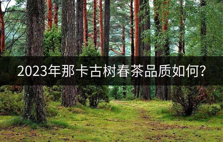 2023年那卡古樹春茶品質(zhì)如何？