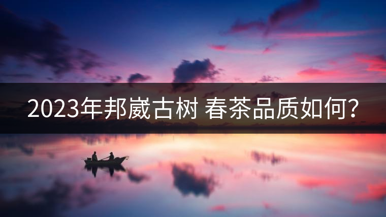 2023年邦崴古樹 春茶品質(zhì)如何？