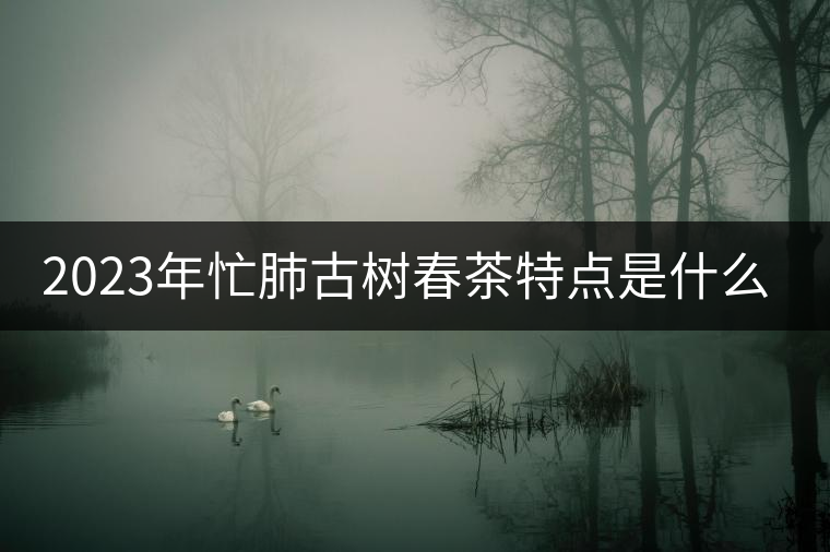 2023年忙肺古樹春茶特點是什么？