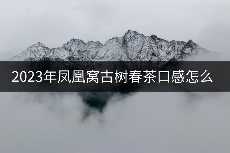 2023年鳳凰窩古樹春茶口感怎么樣？