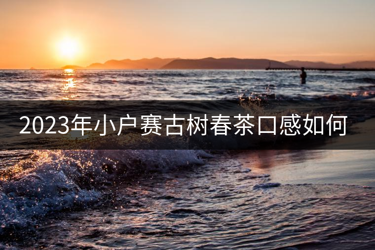 2023年小戶賽古樹春茶口感如何？