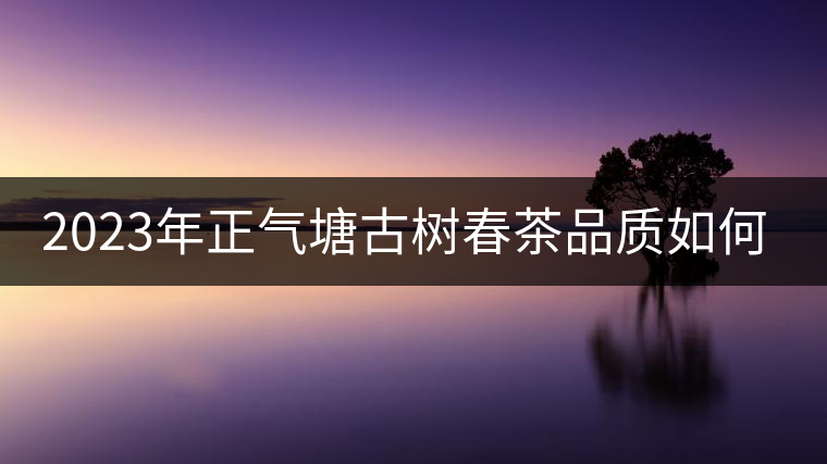 2023年正氣塘古樹(shù)春茶品質(zhì)如何？