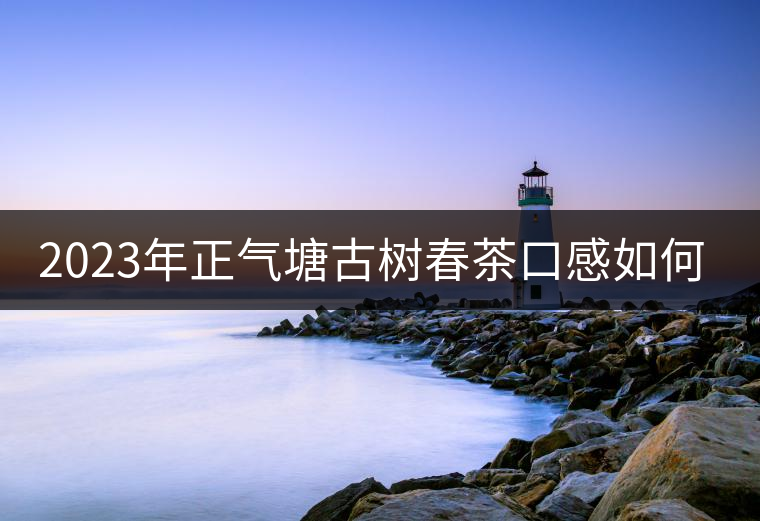 2023年正氣塘古樹(shù)春茶口感如何？