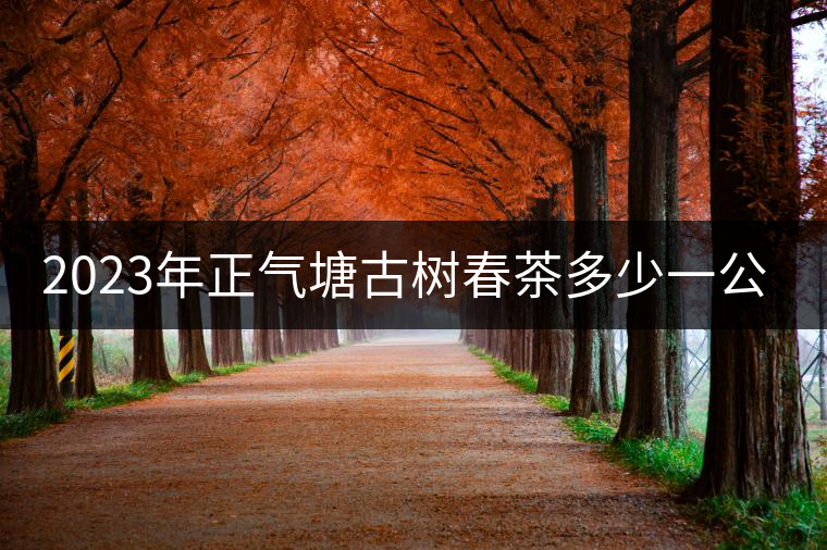 2023年正氣塘古樹(shù)春茶多少一公斤？