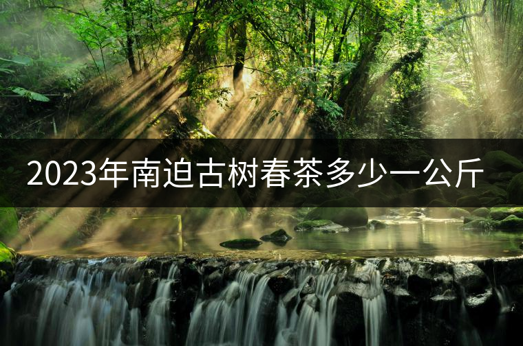 2023年南迫古樹春茶多少一公斤？