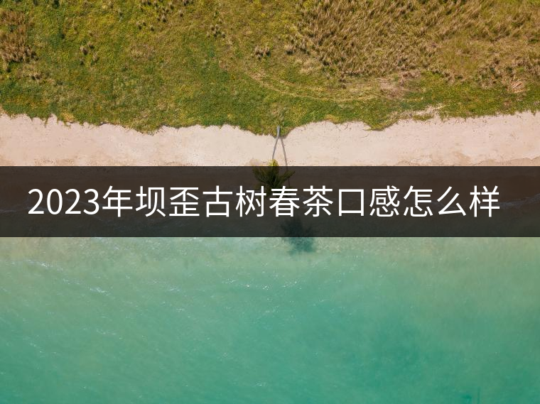 2023年壩歪古樹春茶口感怎么樣？