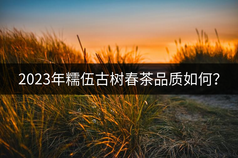 2023年糯伍古樹春茶品質如何？