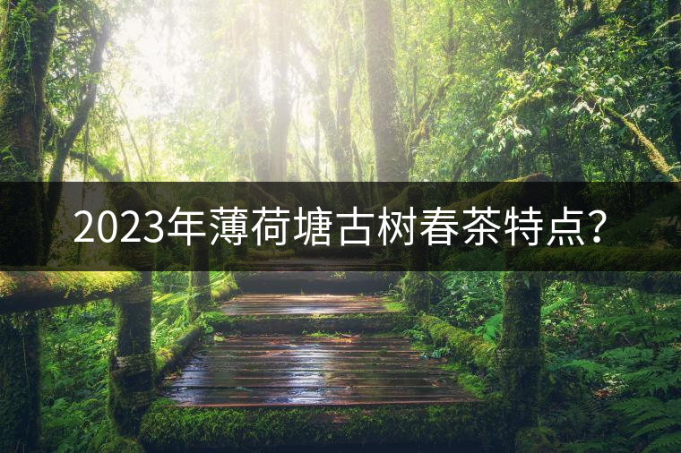 2023年薄荷塘古樹春茶特點(diǎn)？