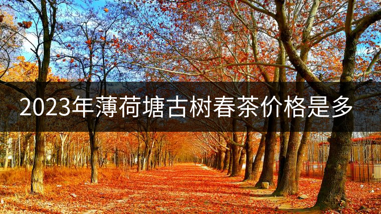 2023年薄荷塘古樹春茶價格是多少？