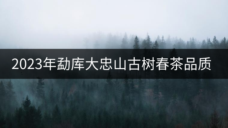 2023年勐庫(kù)大忠山古樹(shù)春茶品質(zhì)怎么樣？