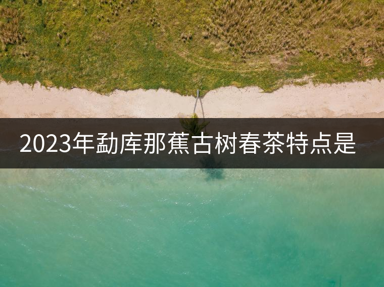 2023年勐庫那蕉古樹春茶特點是什么？