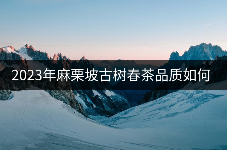 2023年麻栗坡古樹春茶品質(zhì)如何？