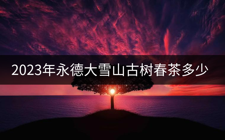 2023年永德大雪山古樹春茶多少一公斤？