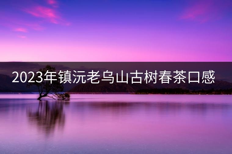 2023年鎮(zhèn)沅老烏山古樹春茶口感怎么樣？