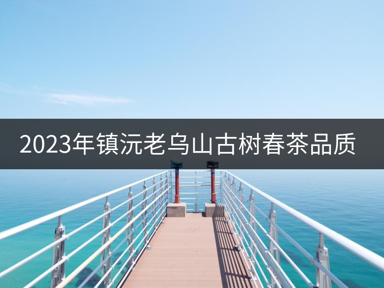 2023年鎮(zhèn)沅老烏山古樹春茶品質(zhì)如何？