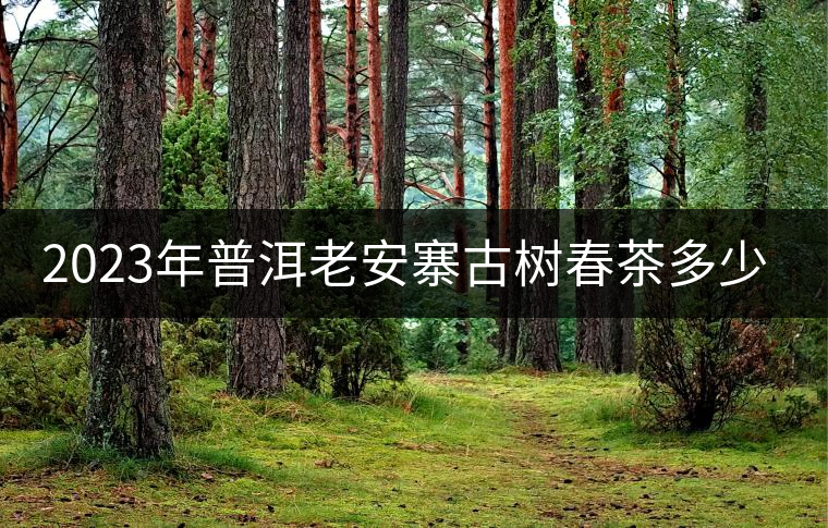 2023年普洱老安寨古樹(shù)春茶多少一公斤？