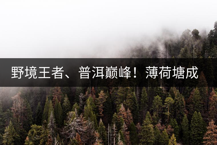 野境王者、普洱巔峰！薄荷塘成為普洱無冕之王的十大原因