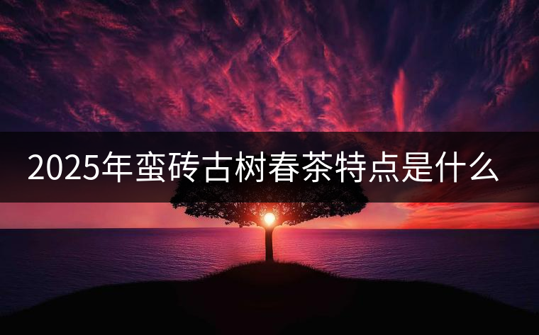 2025年蠻磚古樹春茶特點(diǎn)是什么？