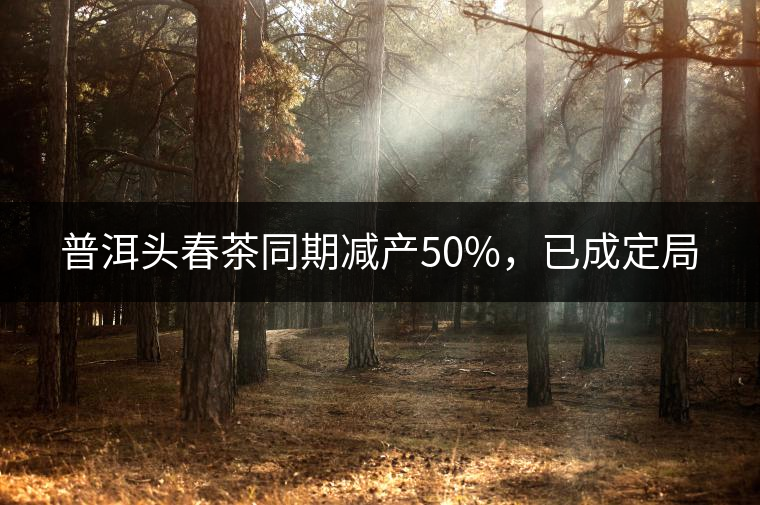 普洱頭春茶同期減產(chǎn)50%，已成定局