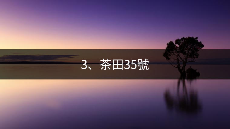3、茶田35號(hào)