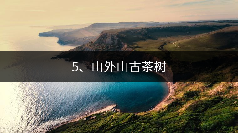 5、山外山古茶樹(shù)