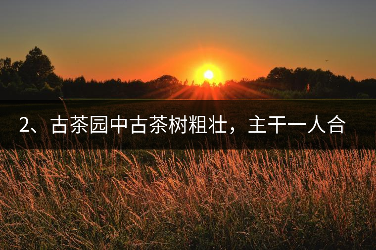 2、古茶園中古茶樹(shù)粗壯，主干一人合圍吃力，枝杈壯碩