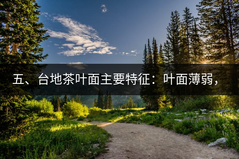 五、臺(tái)地茶葉面主要特征：葉面薄弱，如薄紙易折;沖泡之后無力恢復(fù)彈性，甚至多次沖泡也不能展開，葉子愈薄愈差。