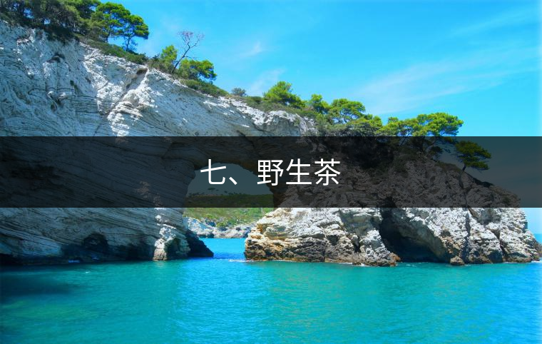 七、野生茶