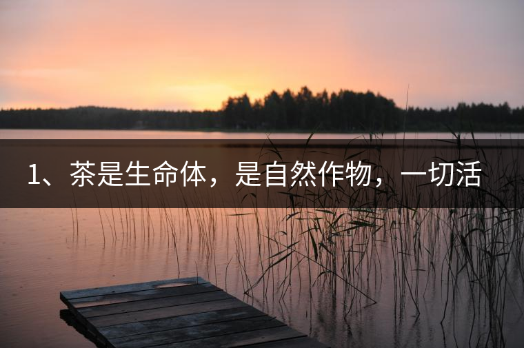 1、茶是生命體，是自然作物，一切活動(dòng)受自然規(guī)律影響。